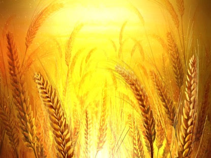 Harvest Sowing 2 Motion