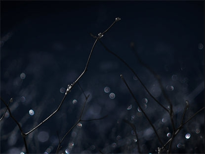Winter Frost 12