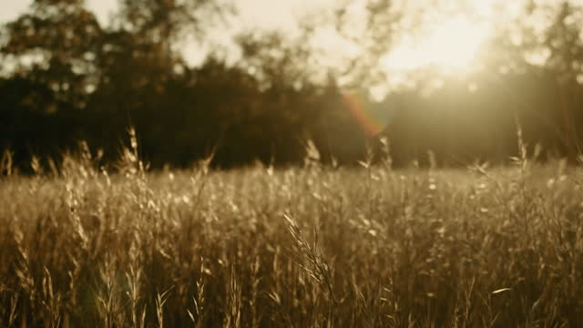 Autumn Meadow Motion Background 05