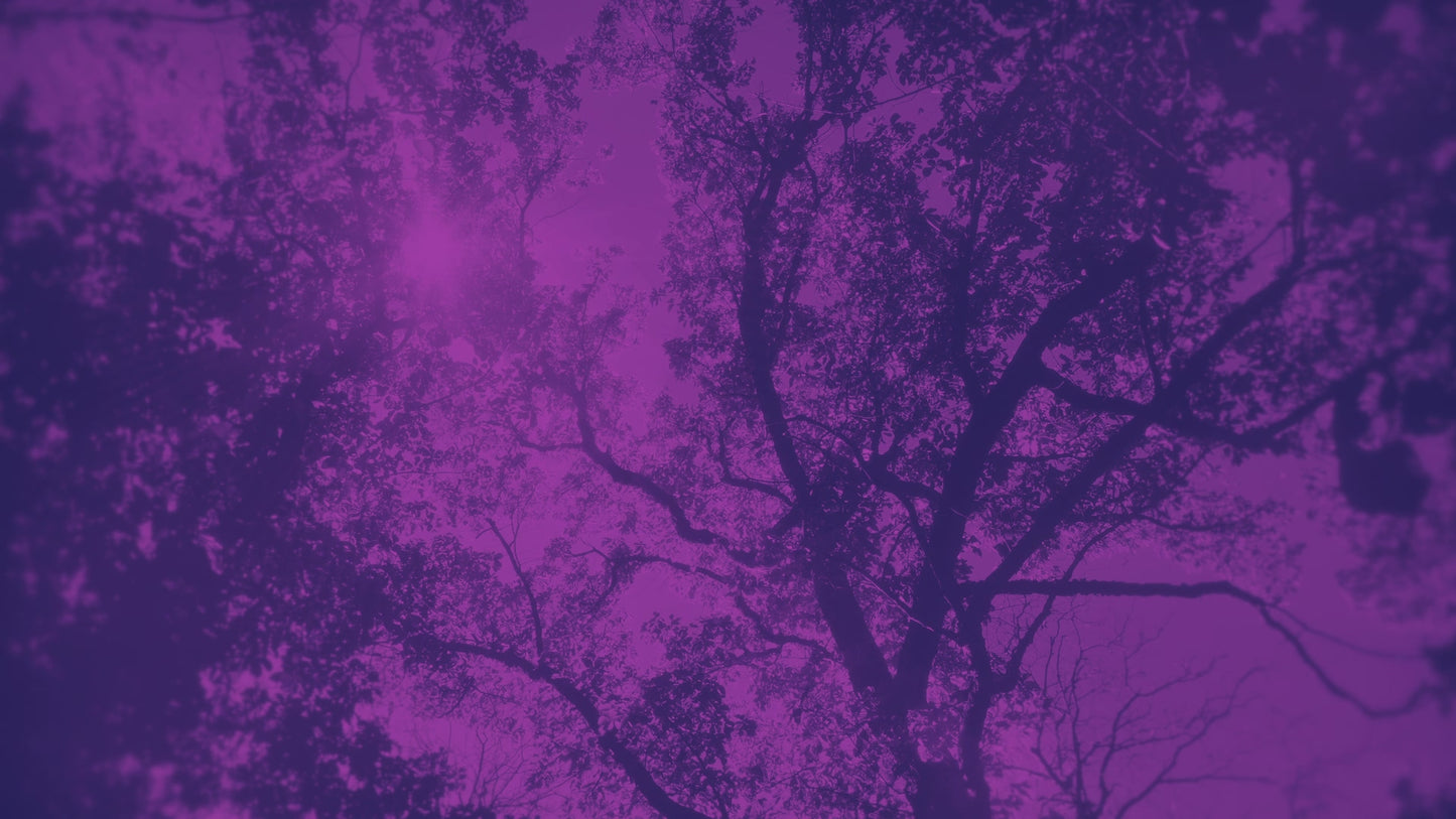 Autumn Canopies 5 Duotone Still