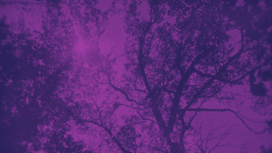 Autumn Canopies 5 Duotone Still