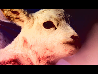 The Passover Lamb
