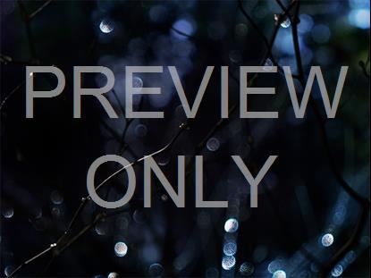 Winter Frost 14 Still