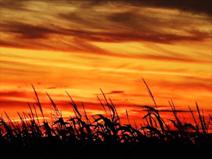 Sundown Maize Silhouette